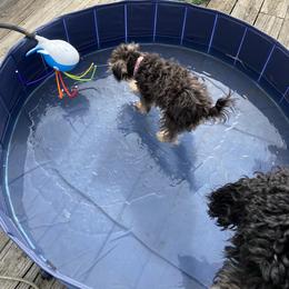 Schnoodle Puppies from Noodle Tings Puppies