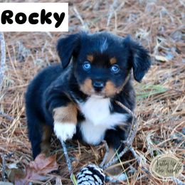 Rocky - Black tri Miniature Australian Shepherd puppy in Paris, Texas from Kuttin’ Up Mini Aussies