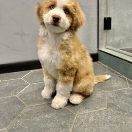 Aussiedoodle Puppies from Sassy Pants Pups