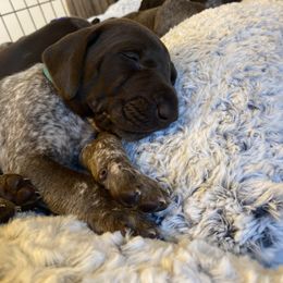 German Shorthaired Pointer Puppies from Lauren Kennedy