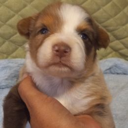 Girl 3 - Red merle Australian Shepherd puppy in Belleville, West Virginia from Chasitys Australian Shepherds