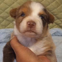 Girl 3 - Red merle Australian Shepherd puppy in Belleville, West Virginia from Chasitys Australian Shepherds
