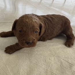 Wyatt - Red Cockapoo puppy in Sheridan, Missouri from Shepherdsfold’s Cockapoos