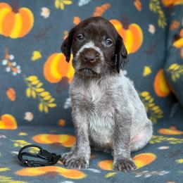 Black Girl - Liver and white female German Wirehaired Pointer puppy in Reddick, Florida from Afterhours German Wirehaired Pointers and Basset Fauve de Bretagne