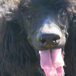 Poodle All Grown Up from Vintage Poodles