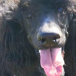 Poodle All Grown Up from Vintage Poodles