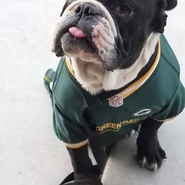 Stalker - English Bulldog