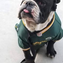 Stalker - English Bulldog