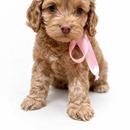 Cavapoo and Cockapoo Puppies from The Barkery