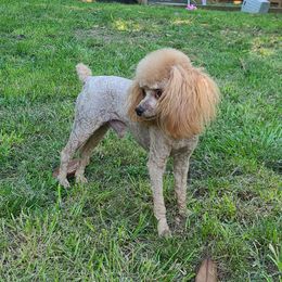 Simon - Poodle