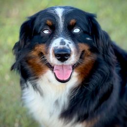 Journey - Miniature Australian Shepherd