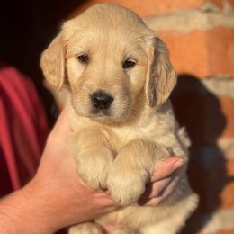 Orla - Golden female Golden Retriever puppy in Mc Neal, Arizona from K&N Golden Retriever Companion