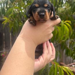 Luigi - Black and tan male Dachshund puppy in San Rafael, California from Alexandra's Mini Doxies