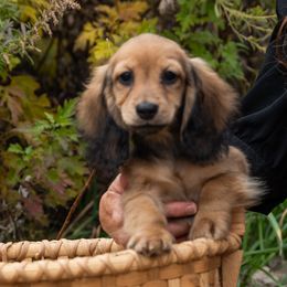 Melly 4500 - Cream female Dachshund puppy in Crystal, Michigan from Mare-bella Dachshunds