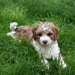 Australian Labradoodle Puppies from Frosty Hill Australian Labradoodles