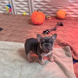 French Bulldog Puppies from Gichigami French Bulldogs