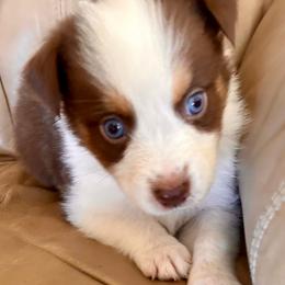 Boy 1 - Australian Shepherd puppy from Two Nichols Aussies