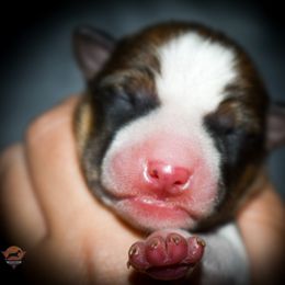 Anakin - Red and white male Basenji puppy in San Diego, California from Triforce Basenjis