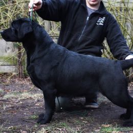 Palma - Labrador Retriever