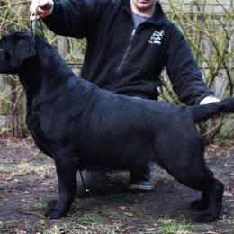 Palma - Labrador Retriever