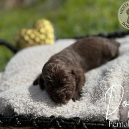 Assorted Doodle Crosses and Bernedoodle Puppies from Gentle Giants Doodle Co.
