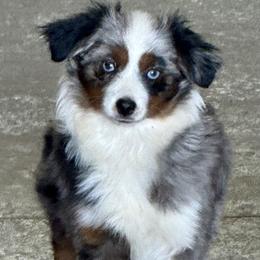 Coco - Toy Australian Shepherd
