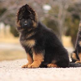 German Shepherd Puppies from VMS Shepherds