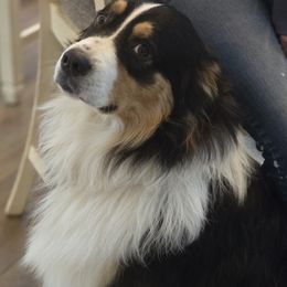 Whiskey - Australian Shepherd