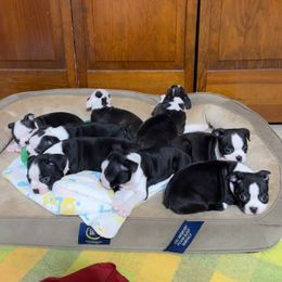 Boston Terrier Puppies from Candi's Boston Terriers