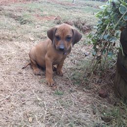 Nova - Rd whtn blk nose female Rhodesian Ridgeback puppy in Carney, Oklahoma from River Run Parson Russell terriers & River Run Ridgebacks