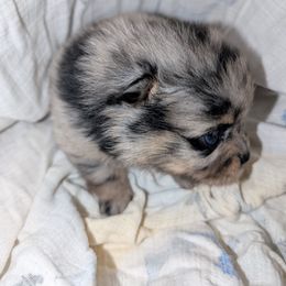 Blue Merle with tan Markings - Blue merle female Pomeranian puppy in Danielsville, Georgia from PassionatePomPoms