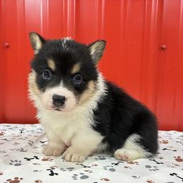 Clara - White and black female Pembroke Welsh Corgi puppy in Fayetteville, Tennessee from Sulphur Springs Corgis
