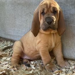 Darling - Red female Bloodhound puppy in Pelahatchie, Mississippi from Rays Of Sunshine Bloodhounds