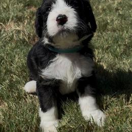 Socks - male Australian Mountain Doodle puppy in Snook, Texas from Snook Acres Doodles