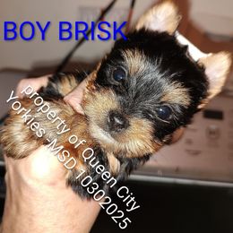 Brisk - Black and tan male Yorkshire Terrier puppy in Charlotte, North Carolina from Queen City Yorkies