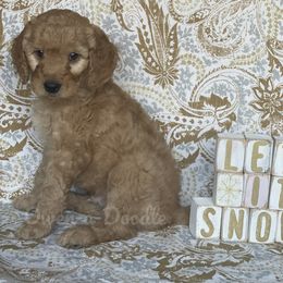 Goldendoodle Puppies from Owen-a-Doodle