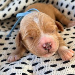 Charlie - Red male Cavapoo puppy in Preston, Idaho from Rocking JH Pup Co