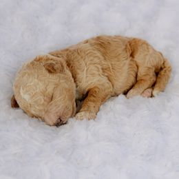 Bernedoodle puppies from Doodles & Co