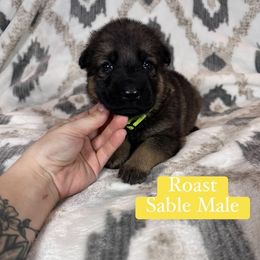 Roast - Sable male German Shepherd puppy in New Cambria, Missouri from Des Hausraben Shepherds