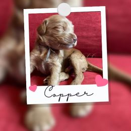 Australian Labradoodle Puppies from Fruitful Beginnings,LLC