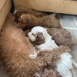 Labradoodle Puppies from California Double Doodles