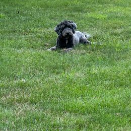 Coal - Black and white Aussiedoodle puppy in Maryland from Alexander Oodles of Doodles
