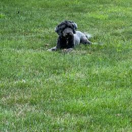 Coal - Black and white Aussiedoodle puppy in Maryland from Alexander Oodles of Doodles
