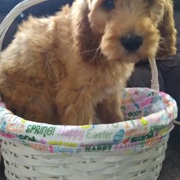 Goldendoodle and Poodle Puppies from Hatten Homestead Doodles
