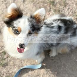 Tazzy - 1200 - Black and tan female Pembroke Welsh Corgi puppy in Rozet, Wyoming from Hayday Ranch Corgis
