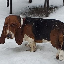 Moose - Basset Hound