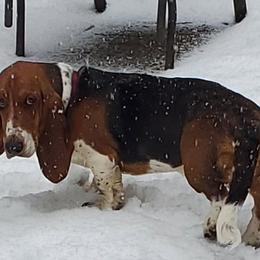 Moose - Basset Hound