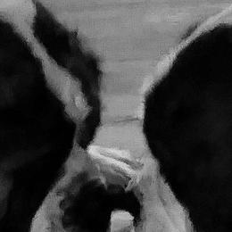 Saint Bernards from Kingdom Saint Bernards