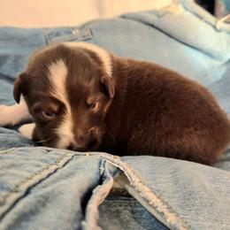 Flare - Red tri-color female Australian Shepherd puppy in Bumpass, Virginia from Glitterati Australian Shepherds