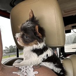 Goldendoodle, Maltipoo, and Yorkipoo Puppies from Doodle Pups Fur-Ever